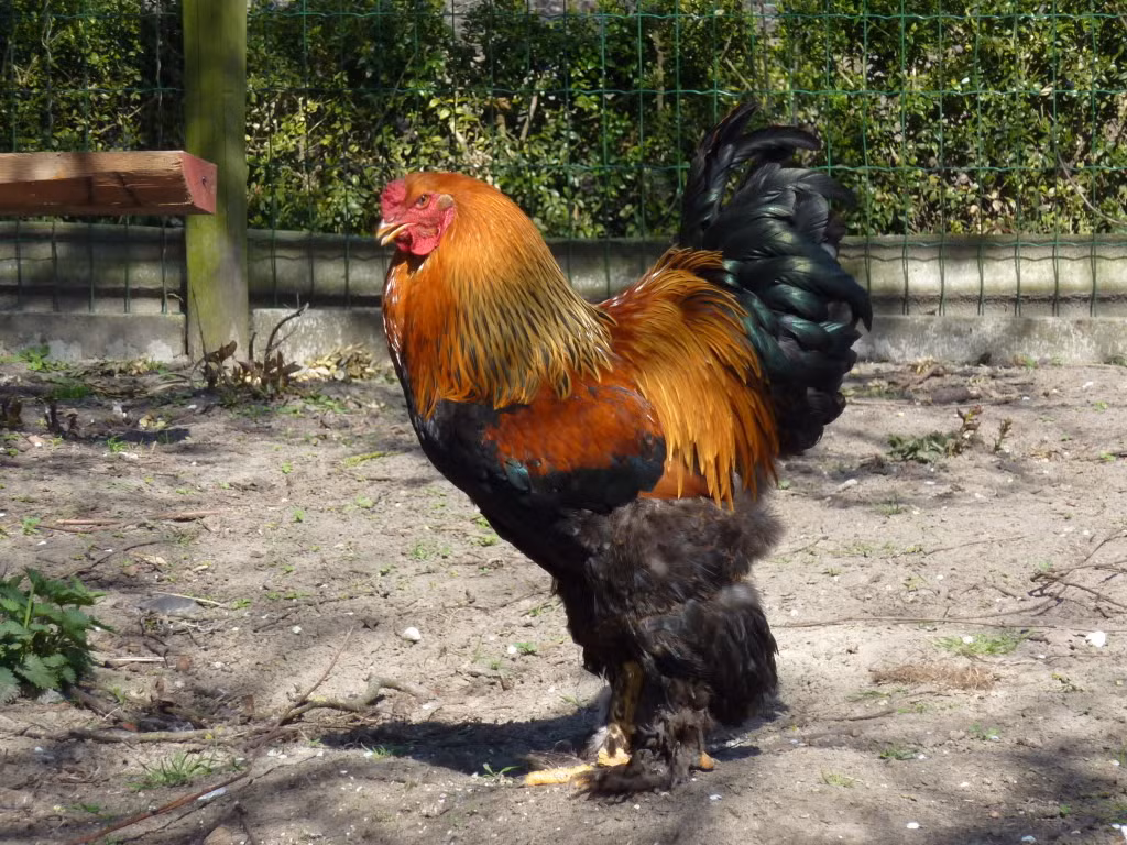 Gà kỳ lân khổng lồ du nhập vào Việt Nam cách đây vài năm. Loại gà này khá to từ 9-18kg/con, hình dáng oai vệ, lông mượt và bóng phủ xuống tận ngón chân. Ảnh: Vuaga.