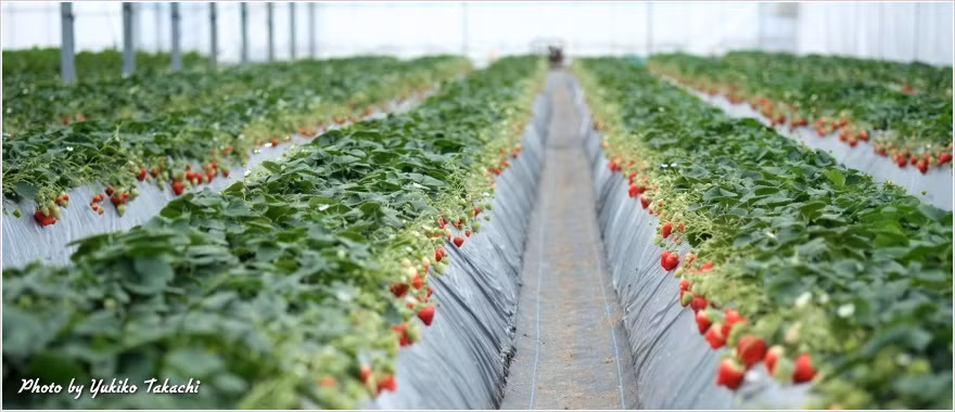 Những luống dâu tây được đánh cao để đảm bảo việc thoát nước. Ảnh: Yukiko Takachi.