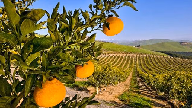 Những trái cam có vỏ khá sần sùi. Ảnh: Gizmodo.