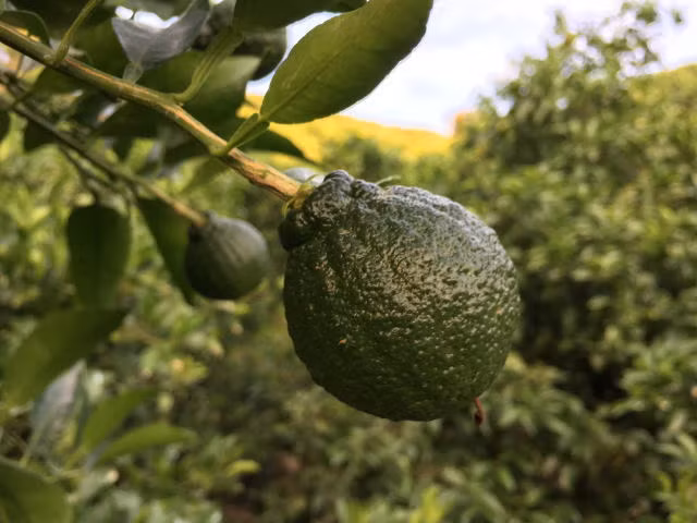 Trái cam Dekopon khi còn xanh. Ảnh: Rakuten.