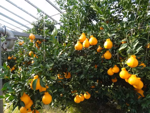 Bên trong nhà kính có hệ thống tưới nước và tạo ẩm tự động. Tất cả đều được kiểm soát chặt chẽ để đảm bảo đúng yêu cầu kỹ thuật. Ảnh: Blogimg.