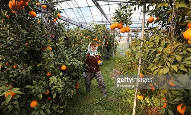 Tại Nhật Bản, để đảm bảo sự ổn định về nhiệt độ, độ ẩm...cam Dekopon thường được trồng trong nhà kính. Ảnh: Getty Images.
