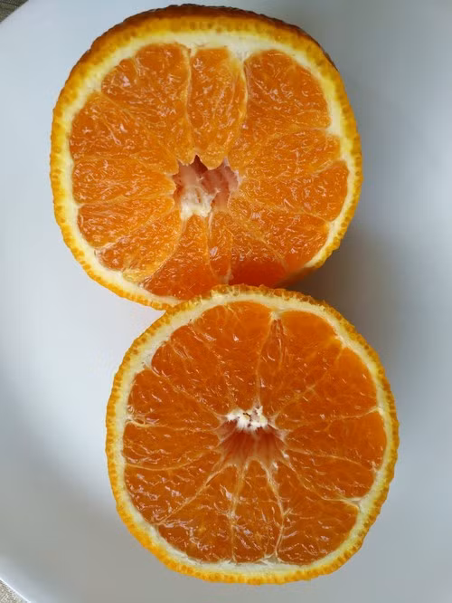 Nhưng bên trong không có hạt và có hương vị cân bằng lí tưởng giữa độ ngọt và chua. Ảnh: GardenWeb.