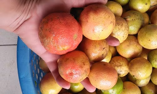 Đầu mùa (khoảng tháng 7/2017), chanh đào đổ về các chợ nhiều với giá khá rẻ (30.000 - 40.000 đồng/kg). Ảnh: Facebook.