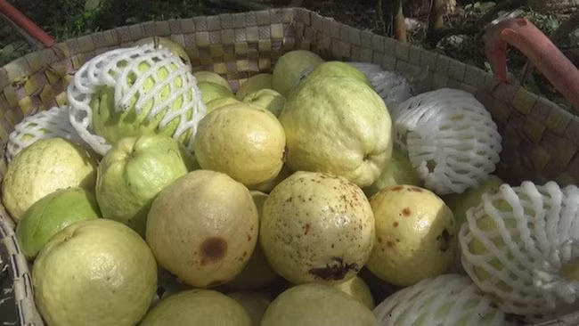 Trước đó, hồi tháng 6, giá ổi tại Đồng bằng sông Cửu Long giảm từ 8.000- 10.000 đồng, còn mức 5.00 - 3.000 đồng/kg tùy loại. Ảnh: VTV.