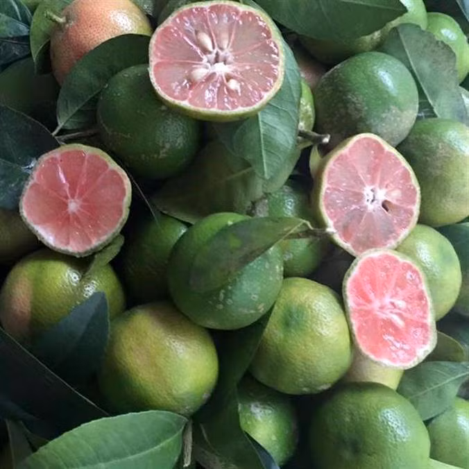 Chanh đào rẻ nên nhiều bà nội chợ còn mua về dùng thay cho chanh thường, thậm chí có người mua về để tắm cho trẻ nhỏ. Ảnh: Facebook.