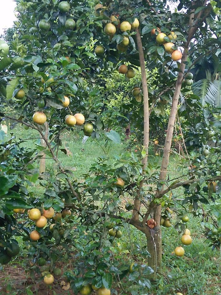 Theo nhiều chủ vườn, chanh đào giảm giá mạnh, có thời điểm thương lái mua tận vườn với mức giá 5.000 đồng/kg, thậm chí chanh chín rụng đầy vườn mà không có người thu mua. Ảnh: Facebook.