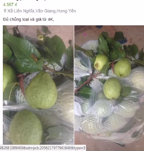 Cá biệt, có đầu mối rao bán trên mạng các loại ổi với giá chỉ từ 4.000 đồng/kg. Ảnh: Facebook.