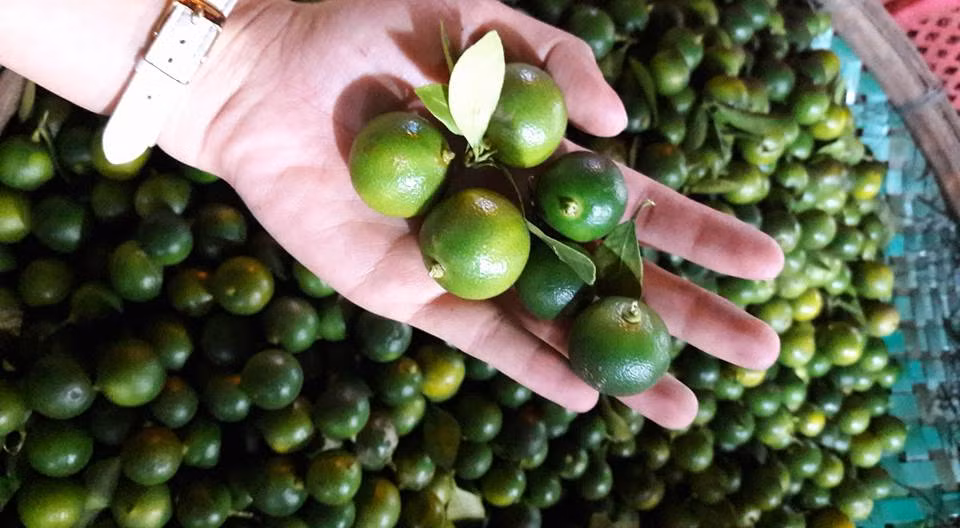 Tương tự, quất xanh chất đống đang được bán với giá 5.000 - 6.000 đồng/kg. Ảnh: Facebook.