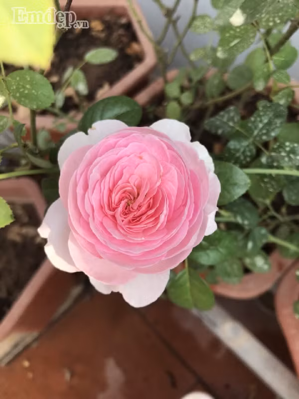 Vườn hoa của chị Thảo có đến hơn 70 giống hồng các loại.