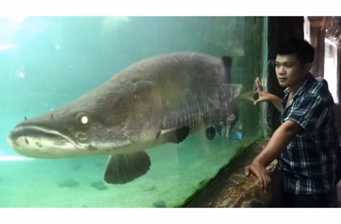 Để thỏa mãn thú chơi đẳng cấp của mình, không ít nhà giàu Việt sẵn sàng chi cả tỷ đồng để mua "quái vật vùng Amazon" về nuôi. Một con cá hải tượng nhỏ có giá 1,5 triệu đồng, con trưởng thành lên tới hàng trăm triệu đồng. Ảnh: Vietnamnet.