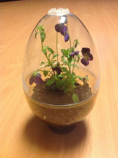 Bạn cũng có thể sử dụng chậu gốm sứ, lọ treo...để tạo bonsai độc đáo. Ảnh: Instructables.