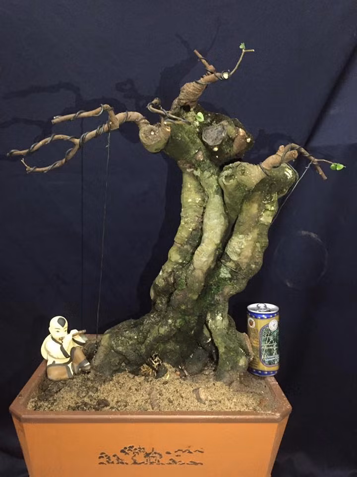 Gốc cây cổ thụ, xù xì với tạo hình uốn độc đáo mang đến giá trị cho chậu bonsai.