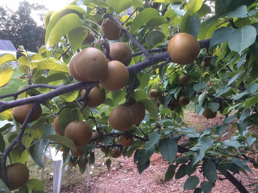 Lê nâu Hàn Quốc quả to, vỏ mỏng, mượt. Ảnh: Growing Fruit.