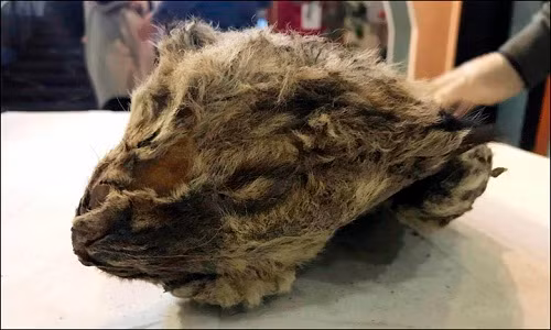 Xac uop su tu 50.000 nam tuoi con nguyen ven o Siberia