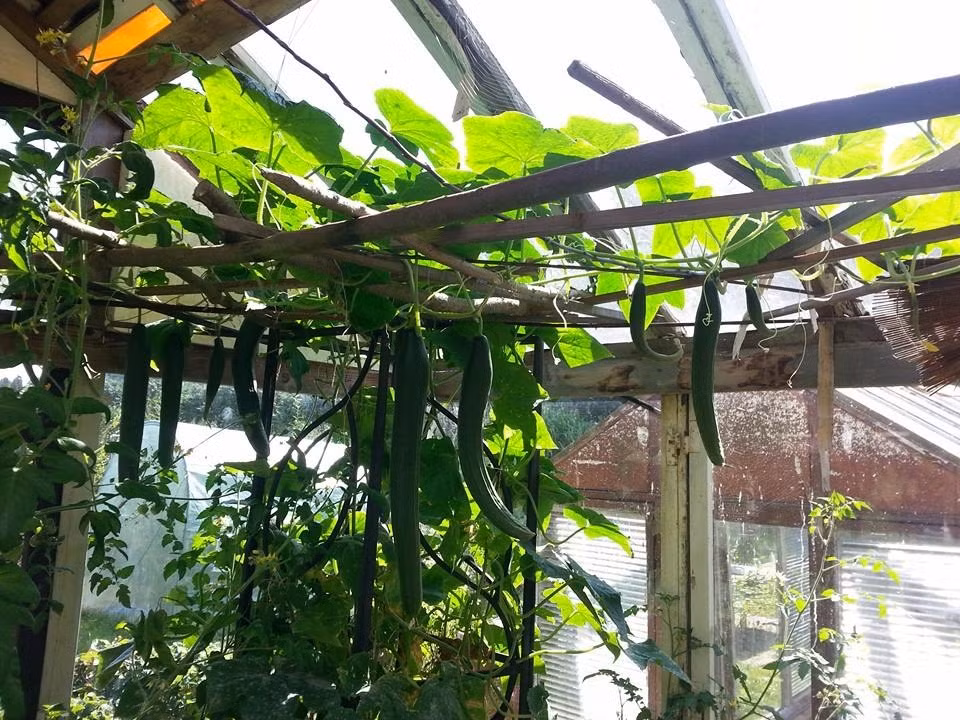 Ban đầu chỉ là thu vui nhưng giờ đây, chị Giang Ny sở hữu cả một vườn rau sạch đủ cung cấp cho bữa ăn hàng ngày của gia đình. Ảnh: Đời sống &amp; Pháp lý.