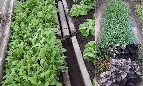 Rau cải, rau muống, tí tô, xà lách...tốt um. Ảnh: Đời sống &amp; Pháp lý.