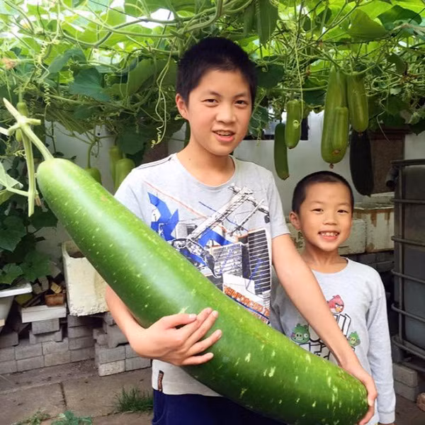 Ấn tượng nhất trong khu vườn của anh Hải là giàn bầu, bí khổng lồ nặng tới chả chục kg. Ảnh: Dân Việt.