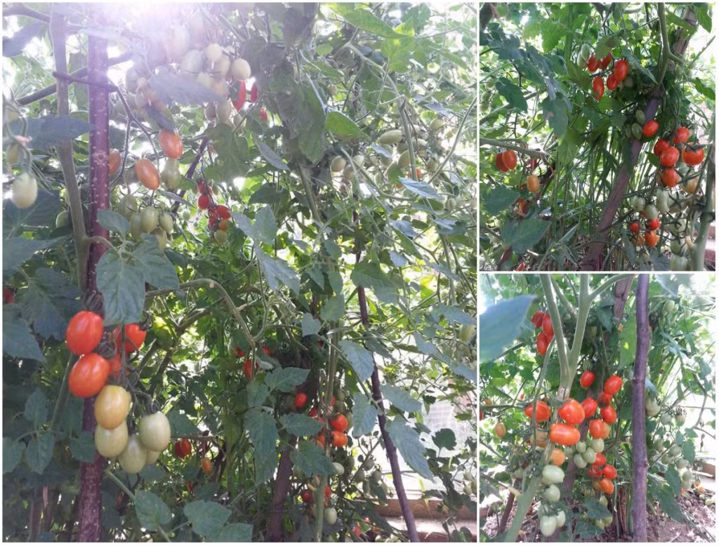 Cà chua chín đỏ trông thích mắt. Ảnh: Đời sống &amp; Pháp lý.