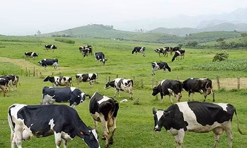 Hình ảnh những chiếc xe hơi bóng loáng đỗ trước trang trại bò sữa không còn hiếm ở nông trường Mộc Châu. Ảnh minh họa: VTC.