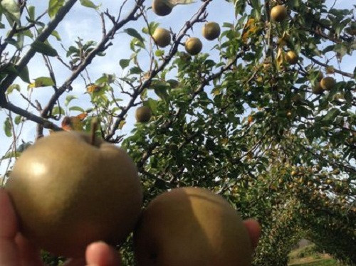 Mùa thu hoạch lê nâu Hàn Quốc kéo dài từ tháng 5 đến tháng 9. Ảnh: Printest.