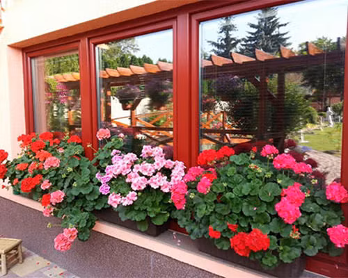 Để phong lữ thảo phát triển tốt, nên đặt chậu ở gần cửa sổ nơi có ánh nắng và tưới cây đều đặn mỗi ngày. Ảnh: Cuahanghatgiong.