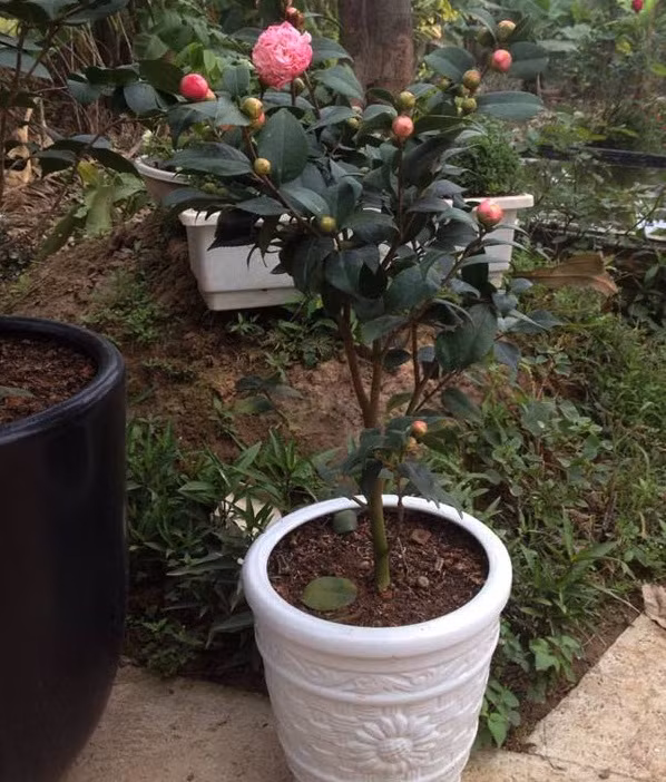 Trong số các loài hoa quý chơi Tết, hoa trà luôn là sự lựa chọn hàng đầu của giới chơi hoa. Loại trà nào hoa cũng nhiều đến mức dày đặc. Ảnh: Caycanhthanglong.