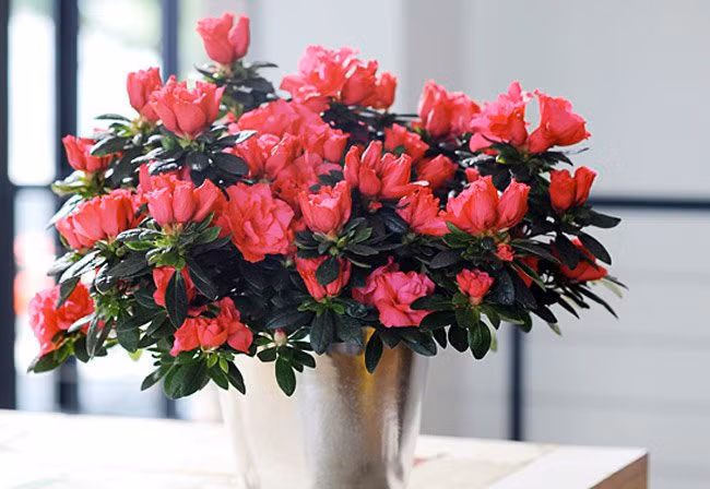 Hoa đỗ quyên được ưa chuộng làm hoa trưng Tết bởi vẻ đẹp dịu dàng. Mùa hoa đỗ quyên rơi vào dịp đầu xuân nên hoa thường nở đúng vào những ngày đầu năm mới. Ảnh: Tinongnghiep.