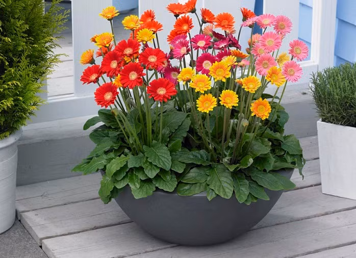 Hoa đồng tiền lùn nhỏ xinh, rực rỡ mang đến cảm giác bình yên và tràn đầy sức sống. Loài hoa này thường được trồng trong chụa nhỏ để bàn, cửa sổ hoặc ban công ngày Tết. Ảnh: Hatgionghoa.