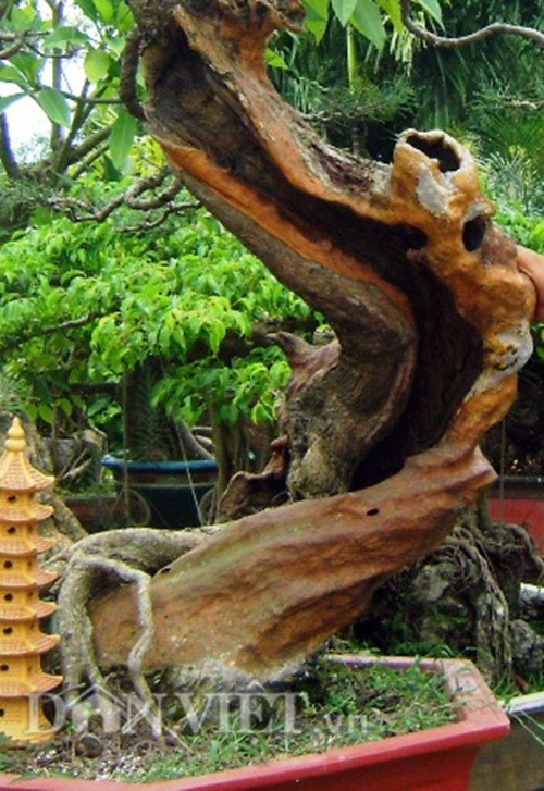 Hơn 7 năm sau sự kiện trọng đại đó, ông Ngọ vẫn miệt mài với niềm đam mê của mình. Đó là “thổi hồn” cho những cây xanh vô tri vô giác, trở thành những tác phẩm nghệ thuật có hồn, vừa làm tươi đẹp, phong phú thêm cuộc sống, vừa tăng thu nhập cho bản thân, gia đình.