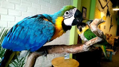 Những chú vẹt về Việt Nam thường có giá rất cao vì việc nhập khẩu vẹt từ nước ngoài về trải qua rất nhiều thủ tục khó khăn. Ảnh: Antt.