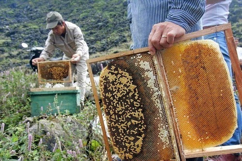 Vài năm gần đây, Đồng Văn thu hút nhiều khách du lịch và mật ong bạc hà trở thành món quà vùng cao độc đáo. Ảnh: Hagiangonline.