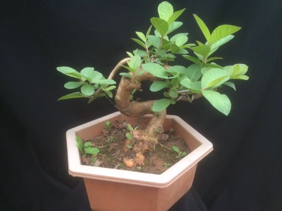 Ổi bonsai có dáng uốn nghệ thuật siêu đẹp.