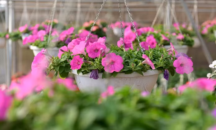 Những chậu treo được nhiều khách hàng ưa thích. Ảnh: Zing.