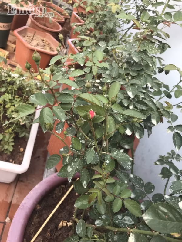 Bởi tình yêu hoa luôn chảy âm thầm trong tâm hồn nên dù công việc bận rộn nhưng chị Thảo vẫn dành thời gian mỗi ngày để chăm sóc cho vườn hoa hồng của mình.