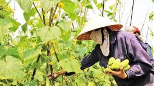 Dưa chuột là loại cây dễ trồng, dễ chăm sóc, vốn chi phí đầu tư thấp, hiệu quả cao.