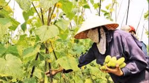 Dưa chuột là loại cây dễ trồng, dễ chăm sóc, vốn chi phí đầu tư thấp, hiệu quả cao.