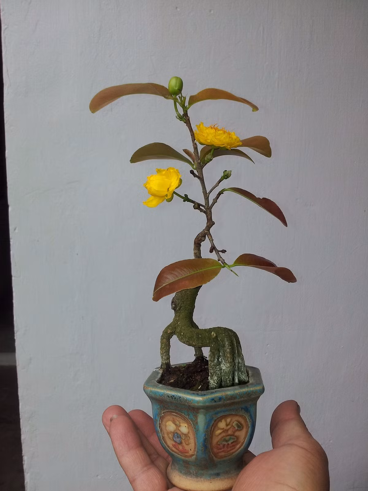 Nếu như trước đây, cây mai chỉ mọc ngoài vườn và phát triển tự nhiên thì bây giờ qua bàn tay khéo léo của các nghệ nhân, cây mai được tạo dáng uyển chuyển, rất thích hợp làm bonsai để bàn ngày Tết. Ảnh: Caycanhvietnam.