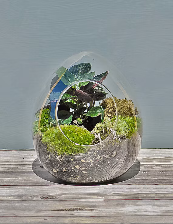 Khu vườn mini với đủ các loại hệ thực vật góp phần làm sinh động căn phòng vốn chật hẹp. Ảnh: TerrariumsForSale.