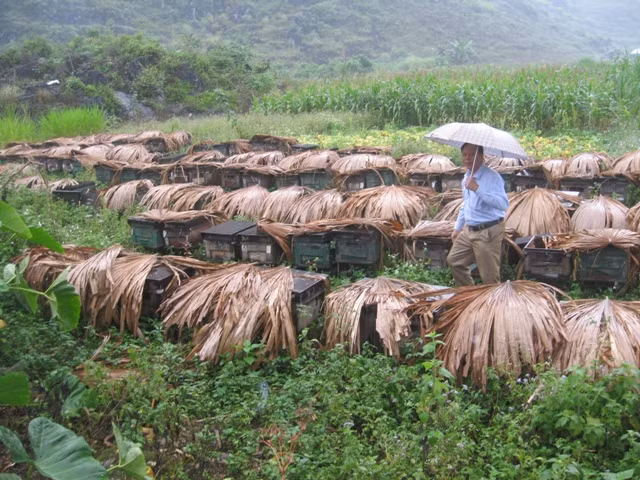Trung bình mỗi nhà ong có 4 - 5 cầu. Khi hoa bạc hà nở rộ, cứ 10 ngày quay mật 1 lần, mỗi lần quay được khoảng 0,5 lít. Mỗi mùa hoa bạc hà nở thường quay được khoảng 3 lần, tổng cộng mỗi nhà ong thu được 1,5 lít. Ảnh: Dangcongsan.