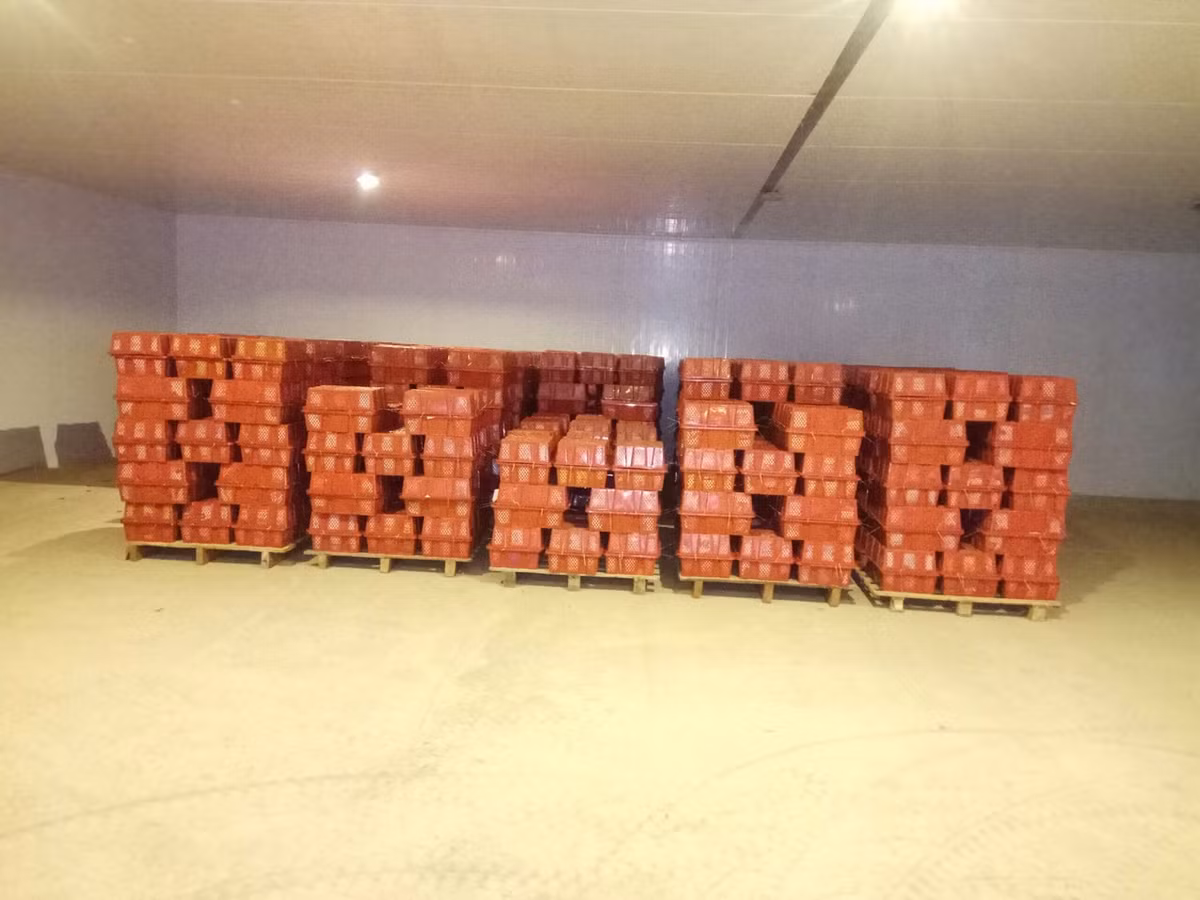 Những thùng ớt trong kho lạnh...