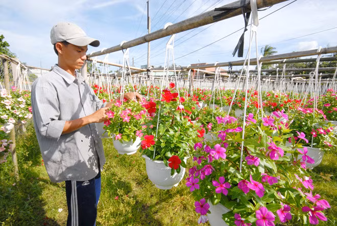 Mỗi năm, người dân làng hoa kiểng Cái Mơn cung ứng ra thị trường từ 10 - 13 triệu sản phẩm các loại. Ảnh: Zing.