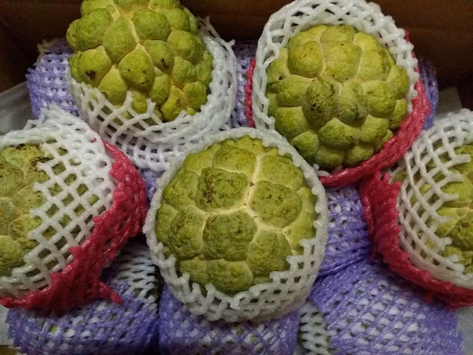 Trước đó, hồi đầu năm 2017, người tiêu dùng Việt cũng phát sốt với giống na khủng Đài Loan, quả to gấp 3 - 4 lần na Việt. Ảnh: Facebook.