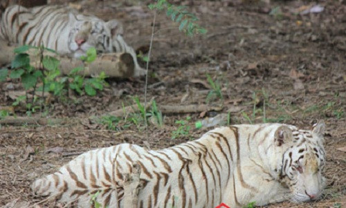 Nổi danh trong giới bất động sản và kinh doanh khách sạn, đại gia Lê Thanh Thản bạo tay chi 70 tỷ nuôi hổ trắng, tê giác châu Phi trong Khu sinh thái Trại Bò tại Diễn Châu, Nghệ An. Ảnh: Zing.