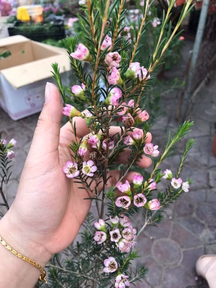 Thanh liễu đang là một trong những loài hoa nhập khẩu được nhiều người ưa thích. Thậm chí, nó còn được dự đoán sẽ hot nhất thị trường hoa Tết 2018. Ảnh: Facebook.