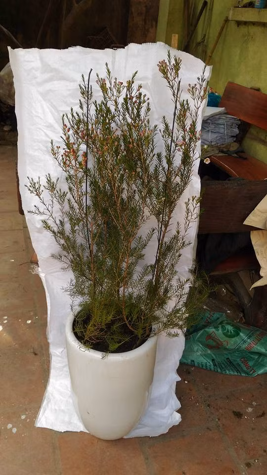 Gần Tết, mỗi cây hoa thanh liễu có giá khoảng 500.000 đồng. Tuy nhiên, vì cây nhỏ nên mỗi chậu hoa chơi Tết phải ghép tầm 3 - 4 cây. Hiện tại, có chủ cửa hàng không nhận đặt trước vì đã hết nguồn hàng nhập. Ảnh: FB Vinhlan Hoabanglang.