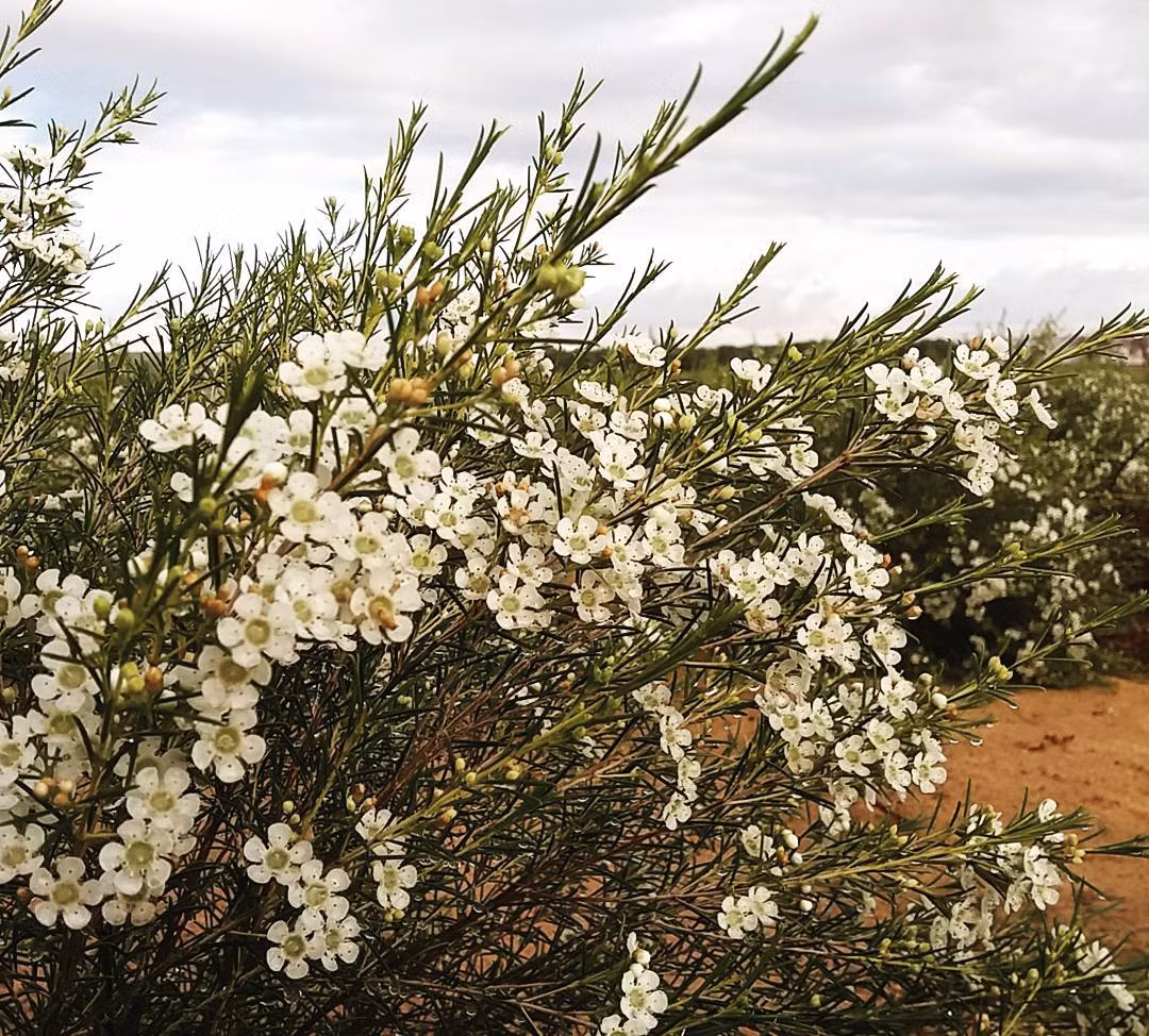 Lá thanh liễu nhỏ, hình kim, được sắp xếp xen kẽ trên thân cây. Ảnh: Imgrum.