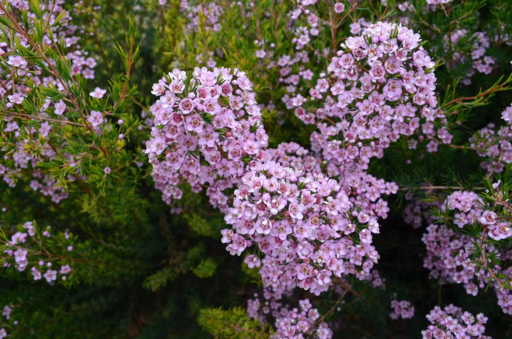 Hoa thanh liễu thường nở từ khoảng giữa tháng 10 đến giữa tháng 5. Ảnh: Gardening With Angus.
