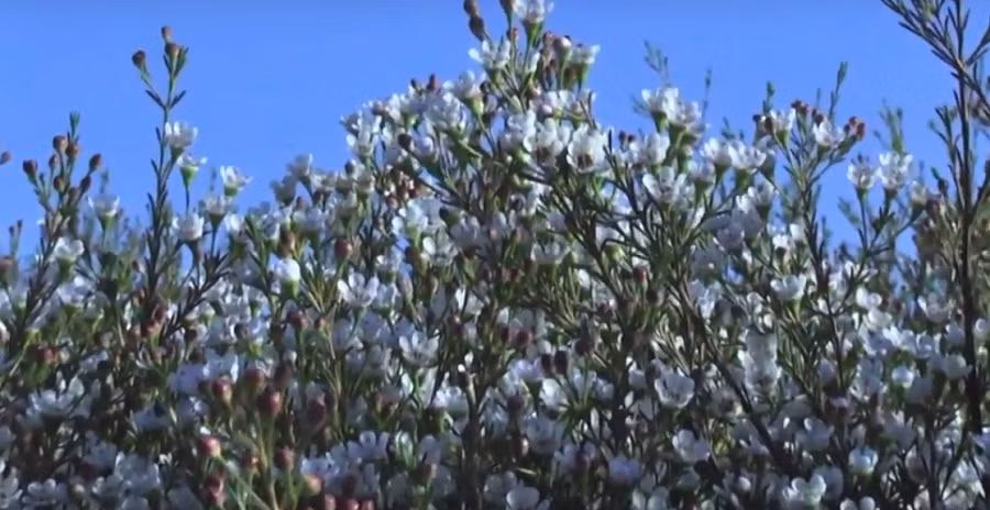 Isarel có một trang trại thanh liễu rộng hơn 15ha. Ảnh: Youtube.