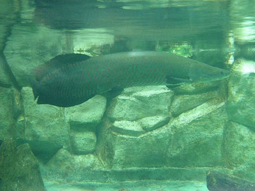 Hơn nữa, nuôi cá hải tượng rất tốn kém, đặc biệt là thức ăn. Không ít gia đình tốn cả triệu đồng để mua thịt bò cho cá hải tượng. Ảnh: Vietnamnet.